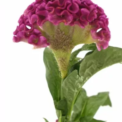 CELOSIA CR SOLID