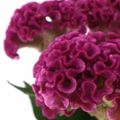 CELOSIA CR SOLID