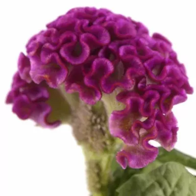 Nevadlec hřebenitý CRISTATA SOLID 75cm