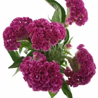 CELOSIA CR SOLID