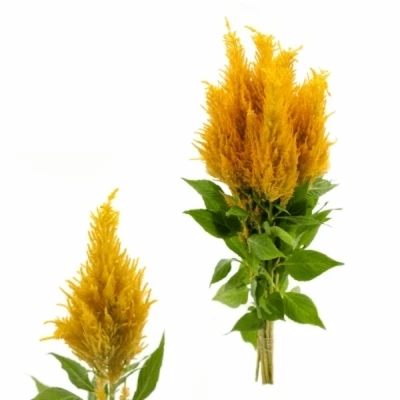 Celosia P CENTUM GEEL