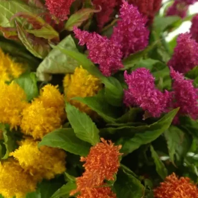 Nevadlec hřebenitý PLUMOSA MIX 45cm