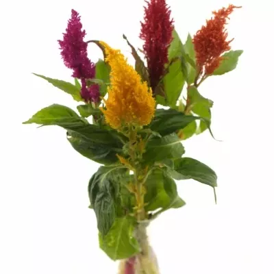 Nevadlec hřebenitý PLUMOSA MIX 45cm