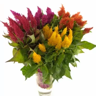 Nevadlec hřebenitý PLUMOSA MIX 45cm