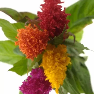 Nevadlec hřebenitý PLUMOSA MIX 45cm