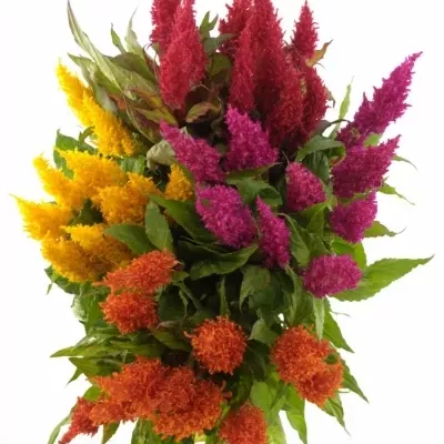 Nevadlec hřebenitý PLUMOSA MIX 45cm