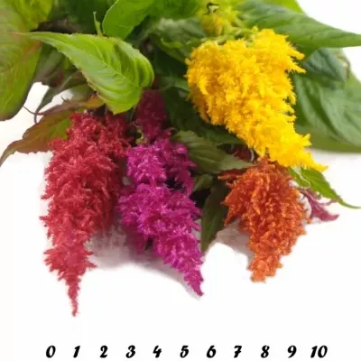 Nevadlec hřebenitý PLUMOSA MIX 45cm