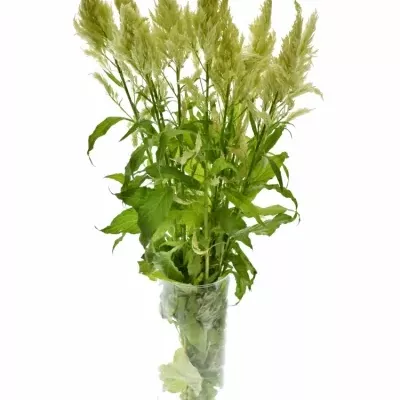 Celosie  A SYLPHID GREEN 70cm