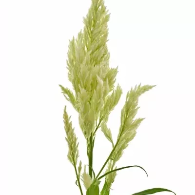 Celosia A Sylphide GREEN 70cm