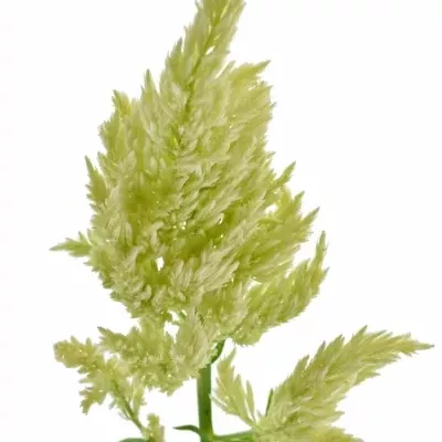 Celosie  A SYLPHID GREEN 70cm