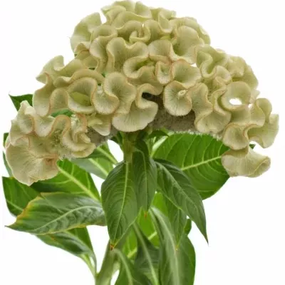 Nevadlec hřebenitý CRISTATA TURBO VANILLE 75cm