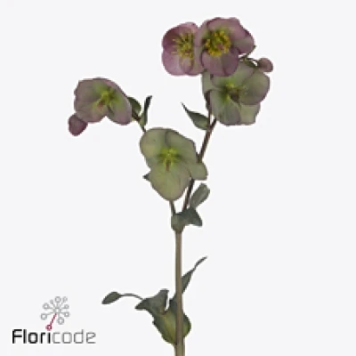 Čemeřice FROSTKISS DOROTHY´S DAWN 45 cm