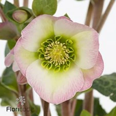 Čemeřice FROSTKISS DOROTHY´S DAWN