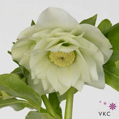 Čemeřice ORIENTALIS DOUBLE ELLEN WHITE 40 cm