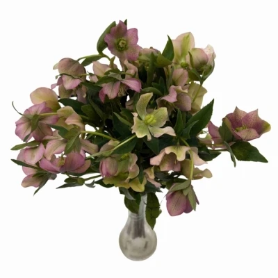 Čemeřice ORIENTALIS PINK LADY