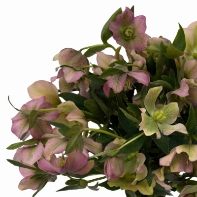 Čemeřice ORIENTALIS PINK LADY 40 cm