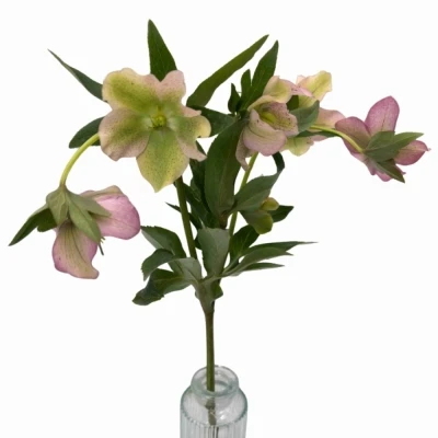 Čemeřice ORIENTALIS PINK LADY