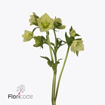 Čemeřice ORIENTALIS YELLOW LADY 40 cm