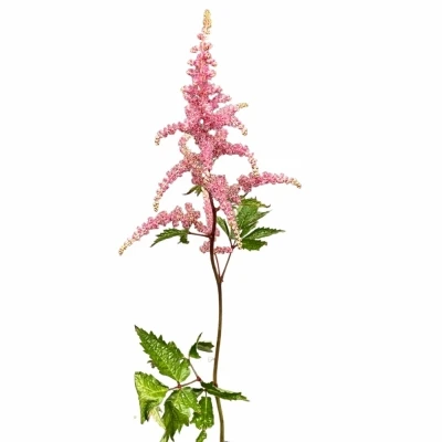 Čerchava ARENDSII BRESSINGHAM BEAUTY 60cm