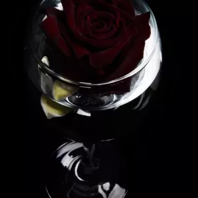 Černá růže BLACK BACCARA
