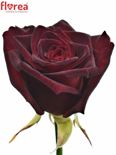 Čierna ruža BLACK BACCARA 60cm (M)