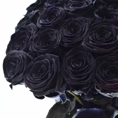 Černá růže BLACK RED NAOMI! 70cm (XXL)