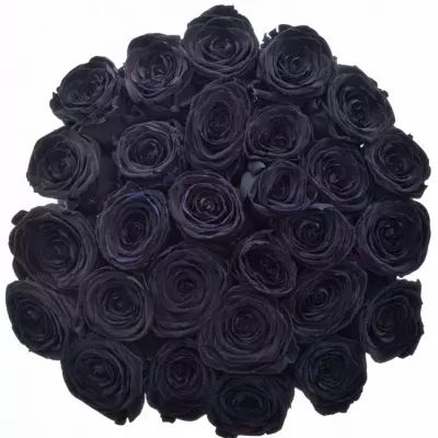 Čierna ruža BLACK RED NAOMI! 70cm (XXL)