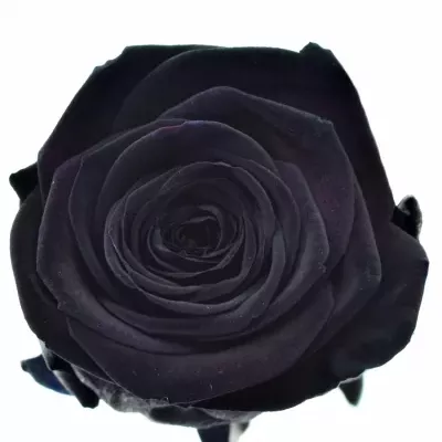 Černá růže BLACK RED NAOMI! 70cm (XXL)