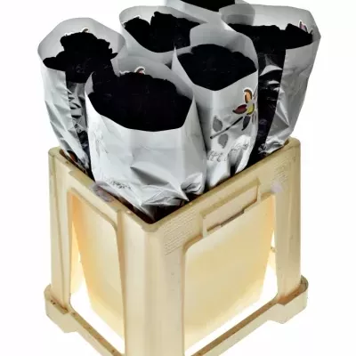 Černá růže BLACK RED NAOMI! 70cm (XXL)