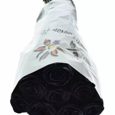Čierna ruža BLACK RED NAOMI! 70cm (XXL)