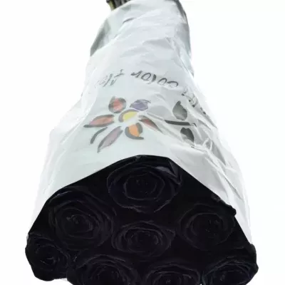 Černá růže BLACK RED NAOMI! 70cm (XXL)