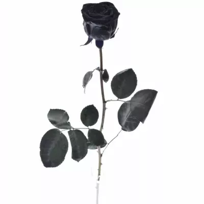 Černá růže BLACK RED NAOMI! 70cm (XXL)