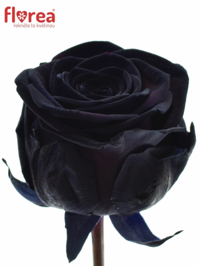 Černá růže BLACK RED NAOMI! 70cm (XL)