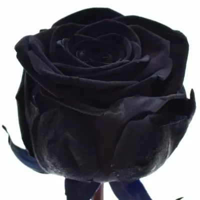 Černá růže BLACK RED NAOMI! 80cm (XL)