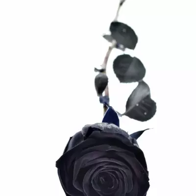 Černá růže BLACK RED NAOMI! 70cm (XXL)