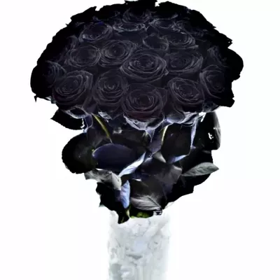 Černá růže BLACK RED NAOMI! 70cm (XXL)