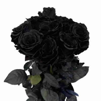 Černá růže TINTED BLACK