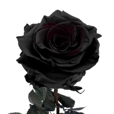 Černá růže TINTED BLACK