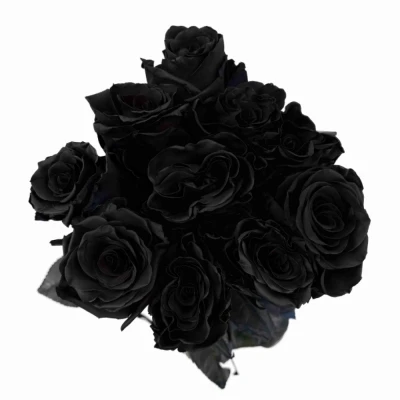 Černá růže TINTED BLACK