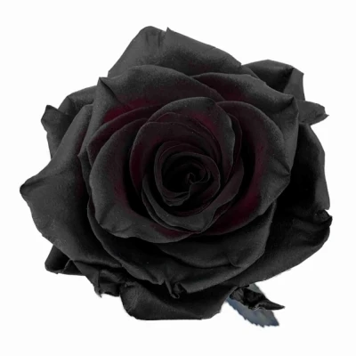 Černá růže TINTED BLACK