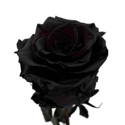 Černá růže TINTED BLACK