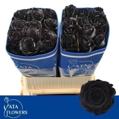 Černá růže TINTED BLACK 70 cm (XXL)