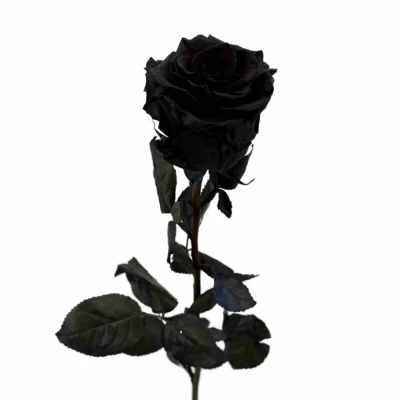 Černá růže TINTED BLACK