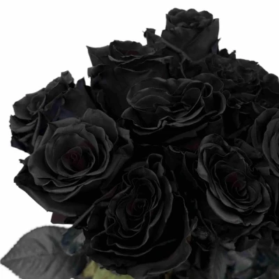 Černá růže TINTED BLACK