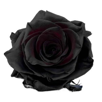 Černá růže TINTED BLACK