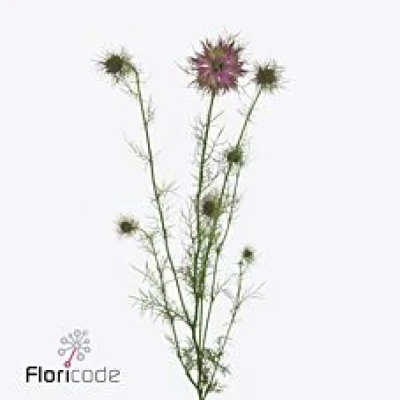 Černucha DAMASCENA ARTISTIC PINK 60 cm