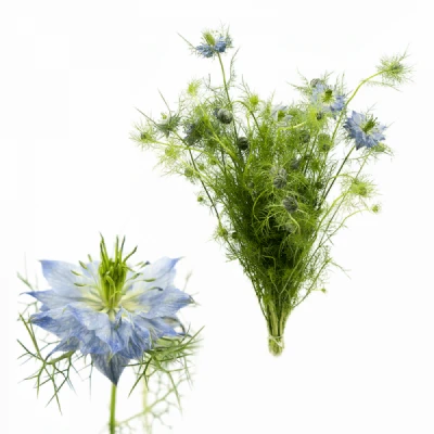 Černucha DAMASCENA DEEP SEA BLUE 60cm