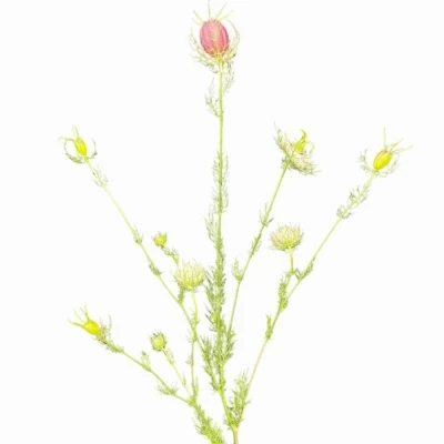 Černucha DAMASCENA GREEN DREAM