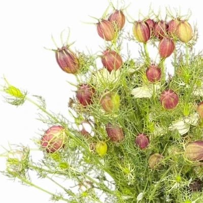 Černucha DAMASCENA GREEN DREAM 60 cm