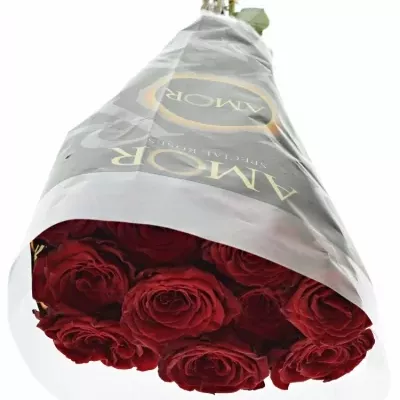 Červená růže ABBA 70cm (XL)